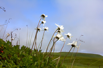 Image showing Camomiles on slopes of table mountains