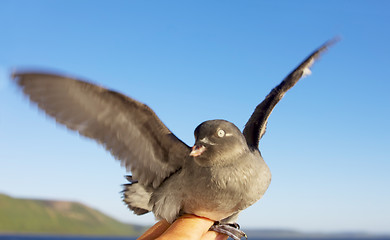 Image showing The Whiskered auklet