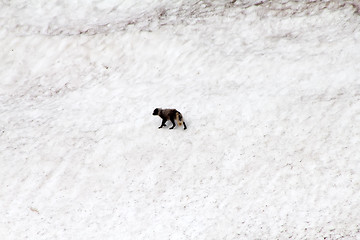 Image showing polar  fox