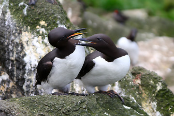 Image showing The Guillemot