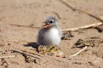 Image showing Pretty baby bird