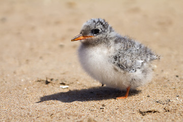 Image showing Pretty baby bird