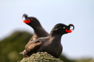 Image showing Crested Auklet