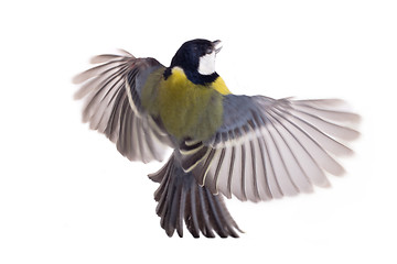 Image showing Great Tit, Parus Major flight