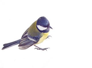 Image showing tit bird 2