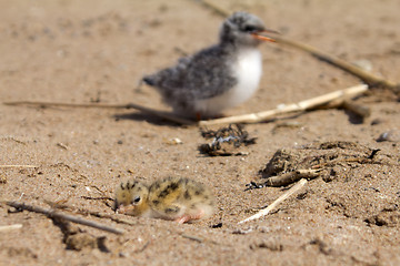 Image showing Pretty baby bird