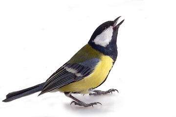 Image showing tit bird 2