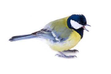 Image showing bright titmouse