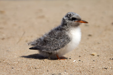 Image showing Pretty baby bird