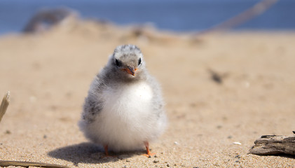 Image showing Pretty baby bird