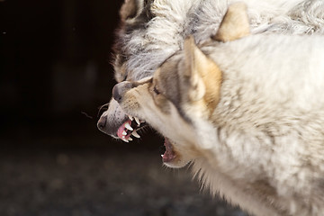 Image showing dog fight