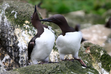 Image showing The Guillemot