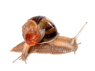 Image showing Big and small snails