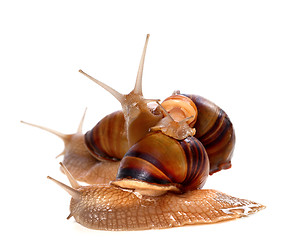 Image showing Family of snails on top of one another