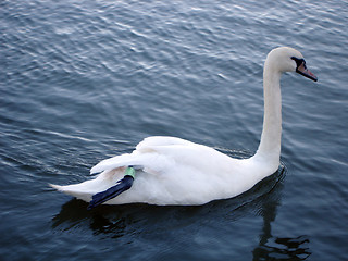 Image showing Swimming Swan