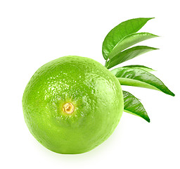 Image showing Full fresh lime and a branch