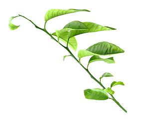 Image showing Sprout of citrus-tree
