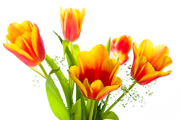 Image showing Bouquet of yellow-red tulips, it is isolated on white