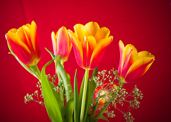 Image showing Bouquet of yellow-red tulips on a red background