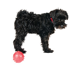 Image showing miniature schnauzer is isolated on a white background