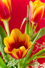 Image showing Bouquet of yellow-red tulips on a red background