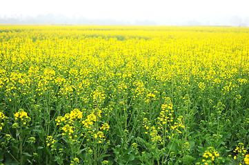 Image showing Landscape of blooming rapeseed fields