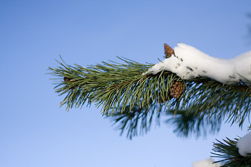 Image showing Winter Pine