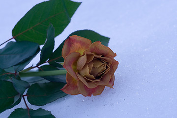 Image showing Winter Rose