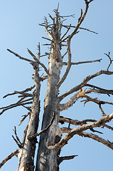 Image showing Dead trees against blue sky