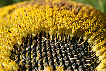 Image showing Sunflower seeds