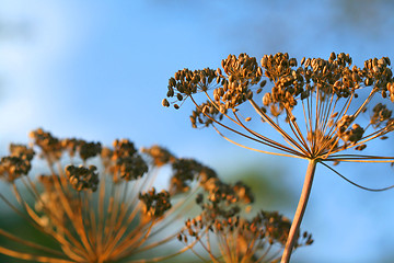 Image showing Dill flowers outdoor