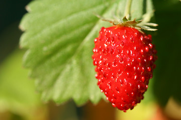 Image showing Wild strawberry fruit