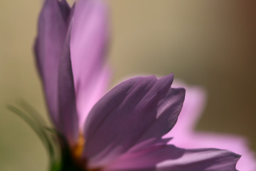 Image showing Flower petals