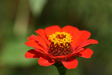 Image showing Red flower Zinnia