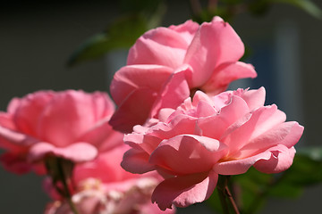 Image showing Beautiful pink roses