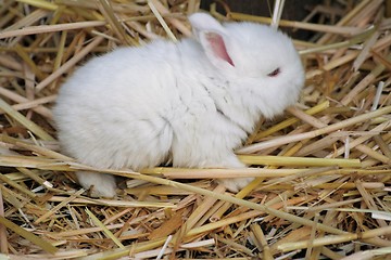 Image showing baby rabbit