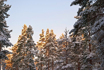 Image showing Sun in the fir trees.