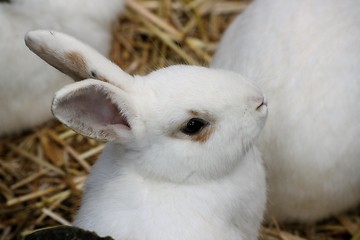 Image showing white rabbit
