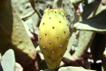 Image showing Prickly Pear