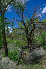 Image showing Treasures of New Mexico