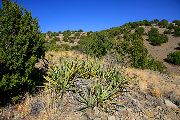 Image showing Treasures of New Mexico