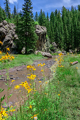 Image showing New Mexican alpine landscape with river and flowers