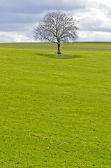 Image showing green meadow with tree and clouds
