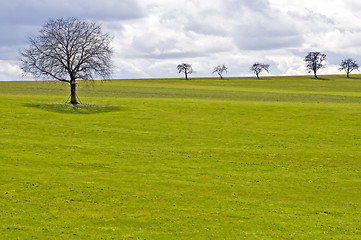 Image showing green meadow with tree and clouds