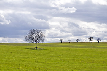 Image showing green meadow with tree and clouds