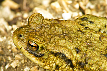 Image showing Common toad