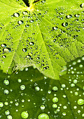 Image showing lady`s mantle with dew drops