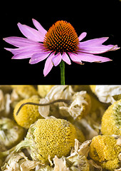 Image showing Cone flower and chamomile 