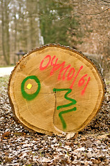 Image showing Timber wood