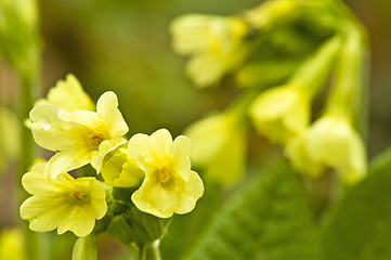 Image showing Cowslip, Primula elatior